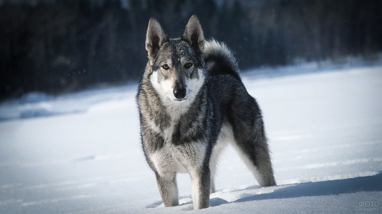 My first hunt - My, Hunting, Leisure, Dog, Boar, Wolf, Author's story, Life stories, Longpost, Laika