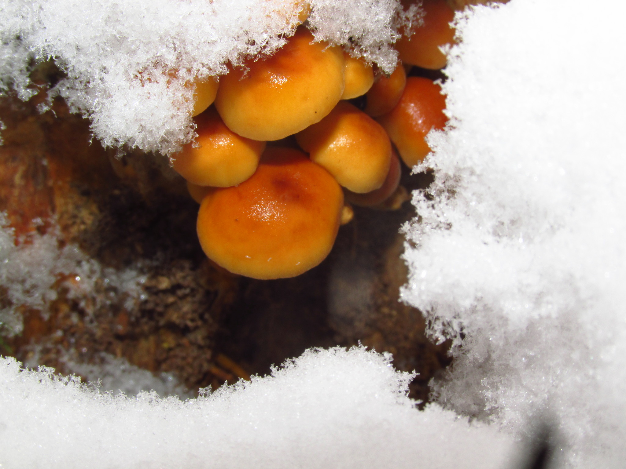 Winter has come, it's time to pick mushrooms - My, Mushrooms, Winter, Honey mushrooms, Moscow region, Longpost, Silent hunt