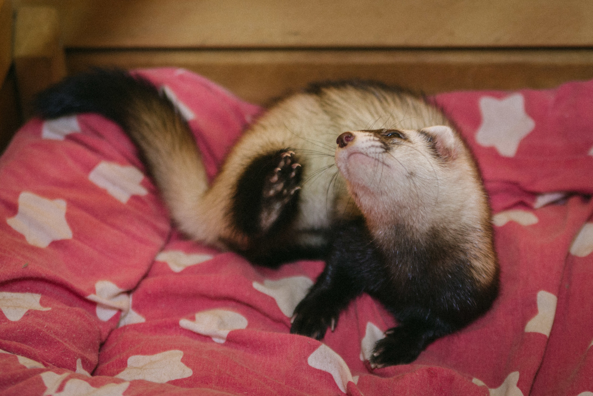 When did she start shedding her winter coat? - My, Ferret, Animals, Molting, Wild animals, Longpost