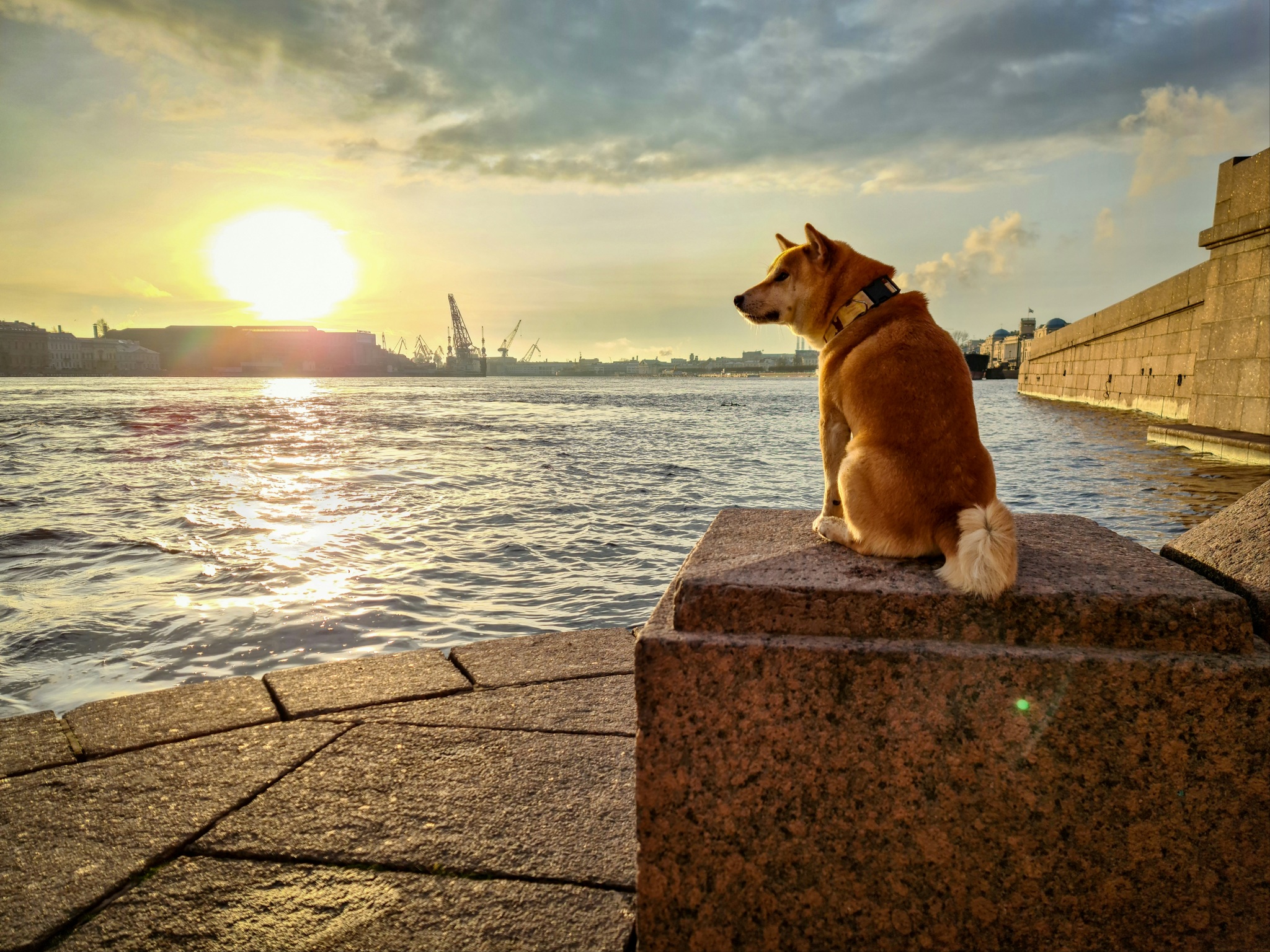 Sunset - My, Shiba Inu, Dog, The photo