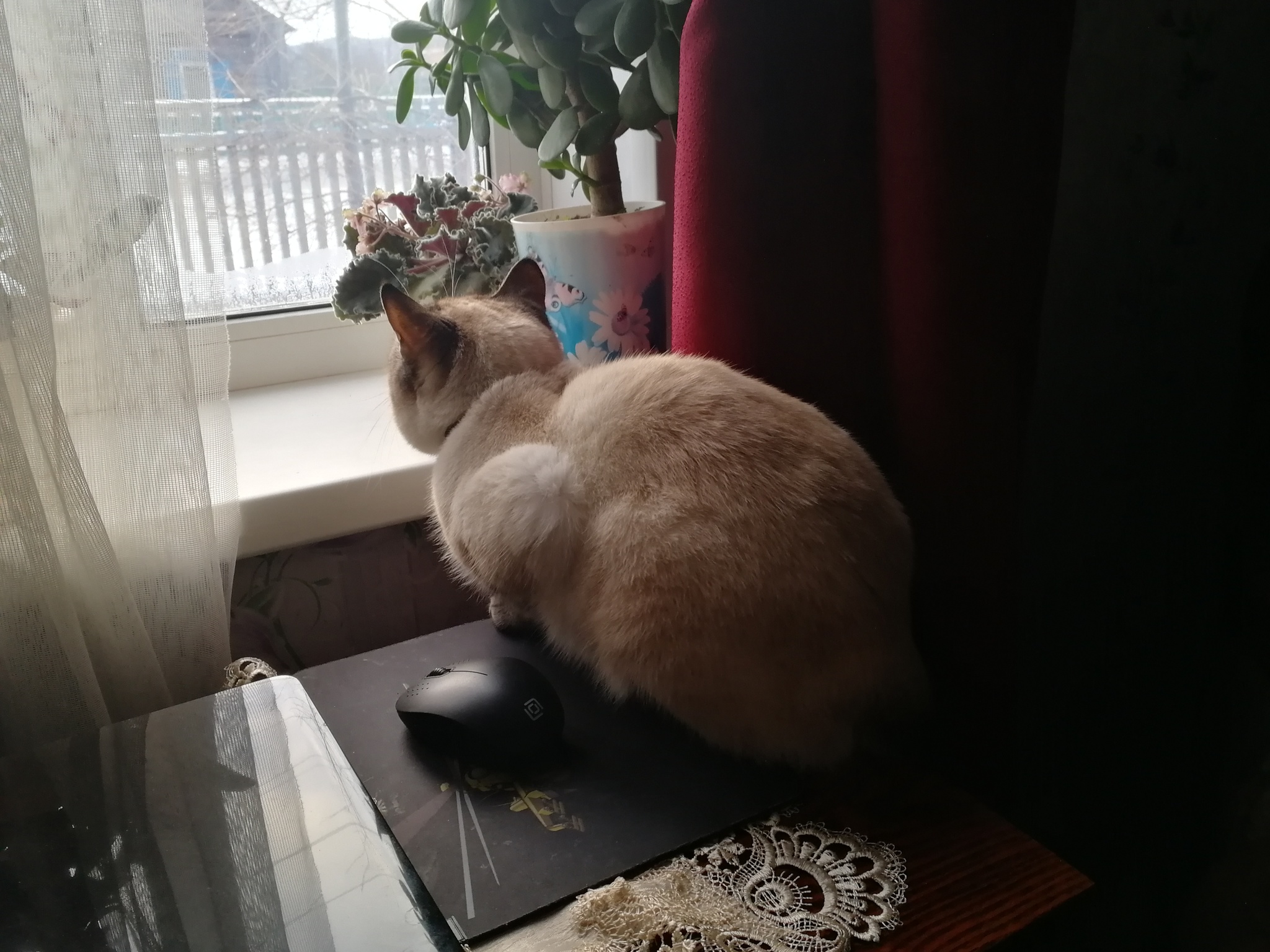 The mouse and the cat look out the window) - My, PC mouse, cat