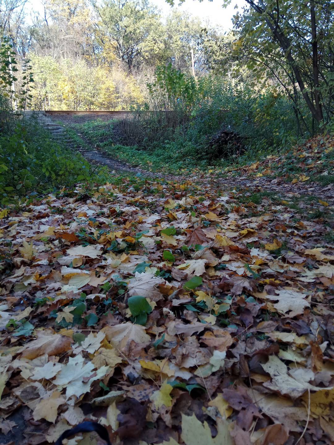 Forest - My, Forest, Mushrooms, Longpost