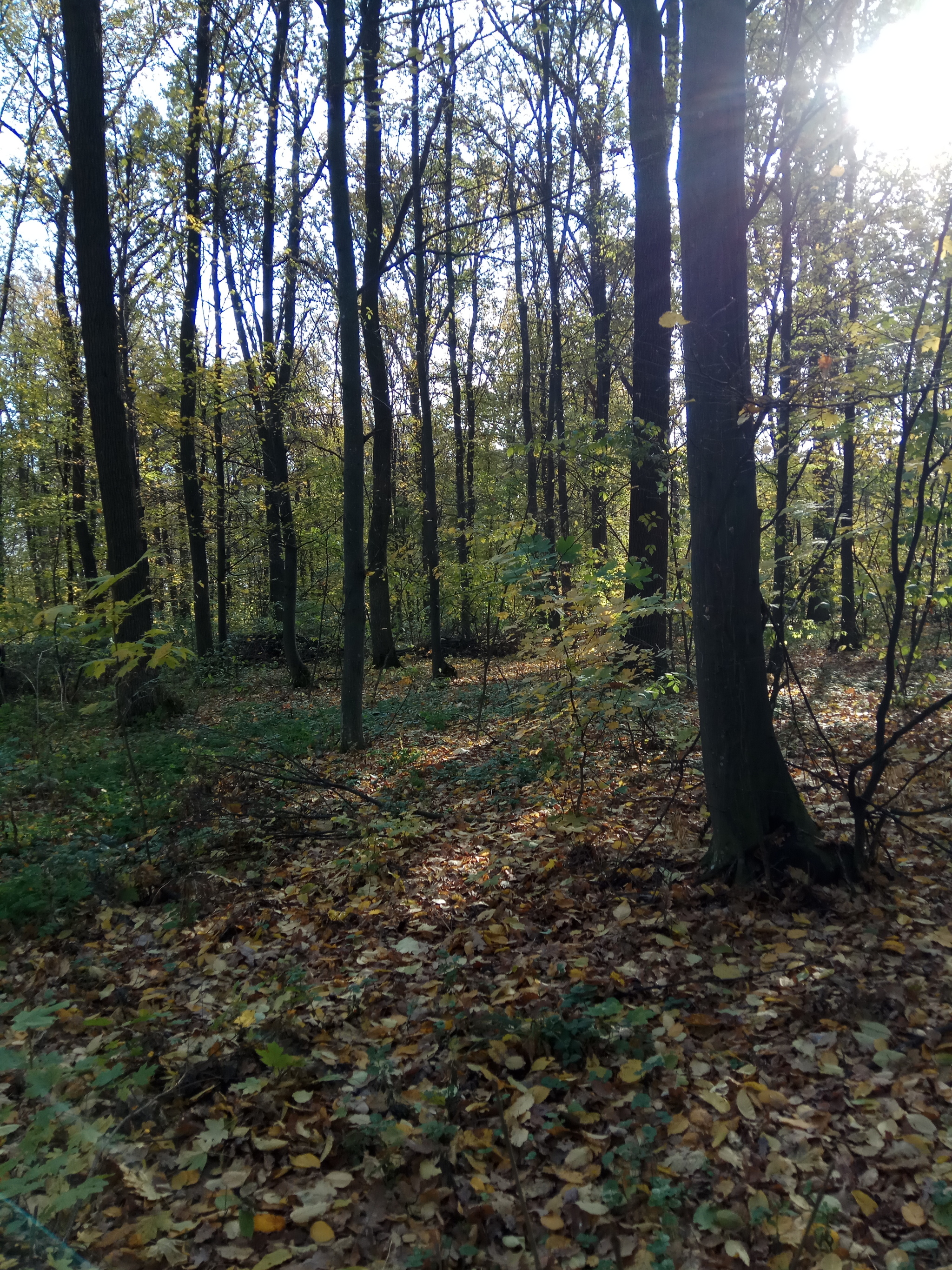 Forest - My, Forest, Mushrooms, Longpost