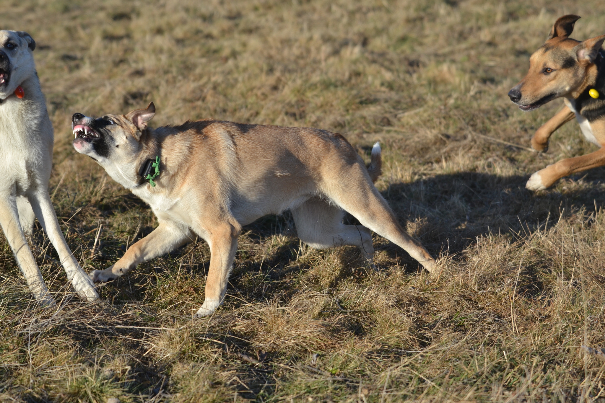 Tasha and Dory. Stories about dogs from foster care - My, Dog, Pets, Animals, Longpost