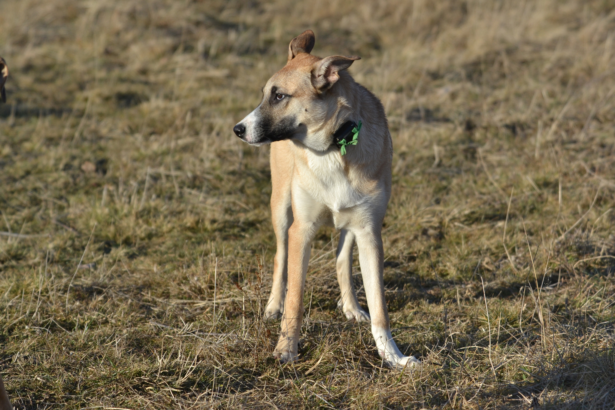 Tasha and Dory. Stories about dogs from foster care - My, Dog, Pets, Animals, Longpost