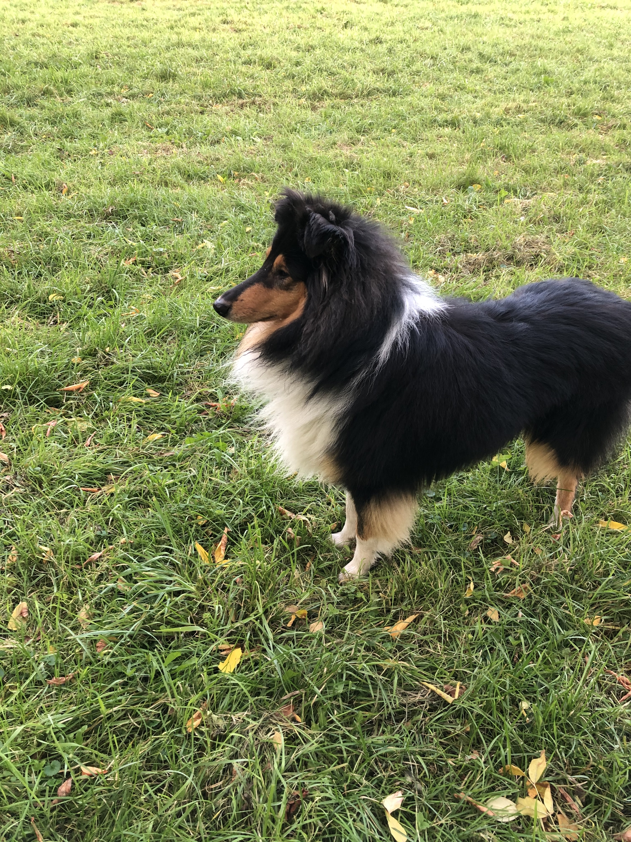 Collie Loki +1 - My, Collie, Maine Coon, Animals, Saint Petersburg, Longpost, Dog, cat, The photo