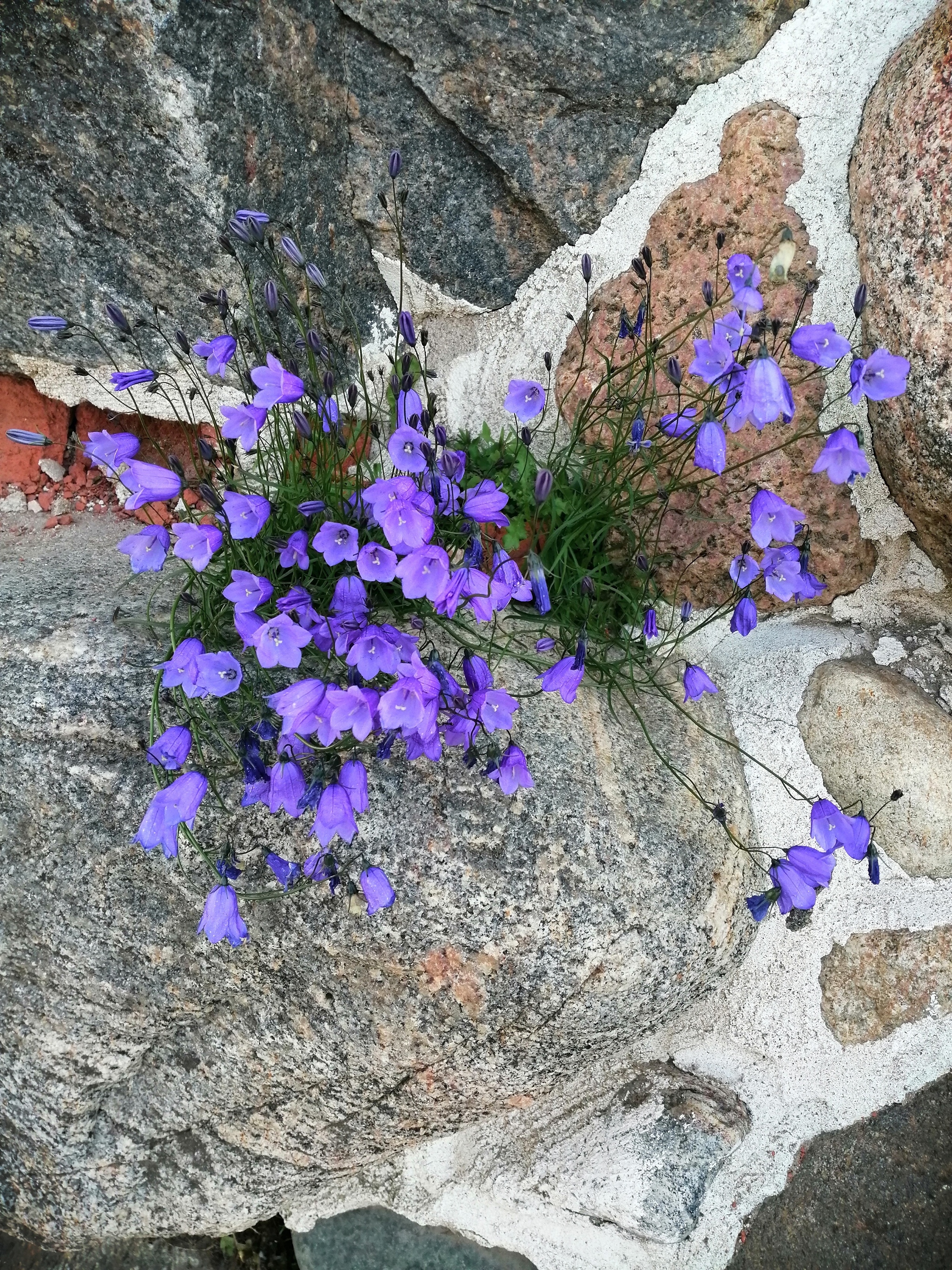 Цветок на камне (1962)