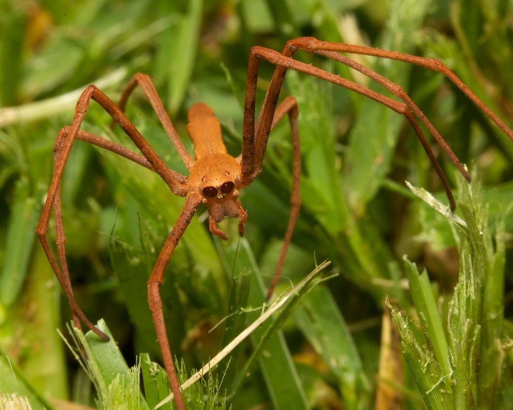 Australia's gladiator spiders use webs to hunt in a unique way. - Spider, Nature, Facts, Interesting, Australia