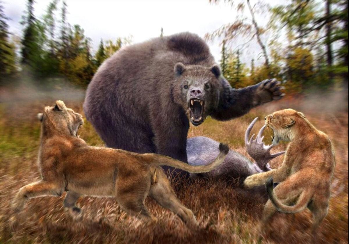 Giant short-faced bear: Titan that could kill a mammoth - The Bears, Extinct species, Nature, GIF, Longpost