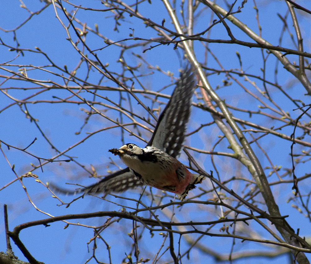 Again about birds - My, Ornithology, Birds, Nature, Hobby, The nature of Russia, Moscow region, Schelkovo, Longpost