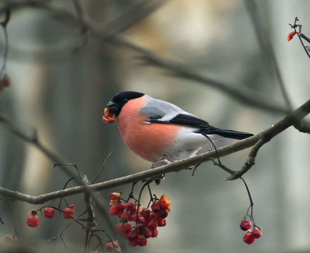 Again about birds - My, Ornithology, Birds, Nature, Hobby, The nature of Russia, Moscow region, Schelkovo, Longpost