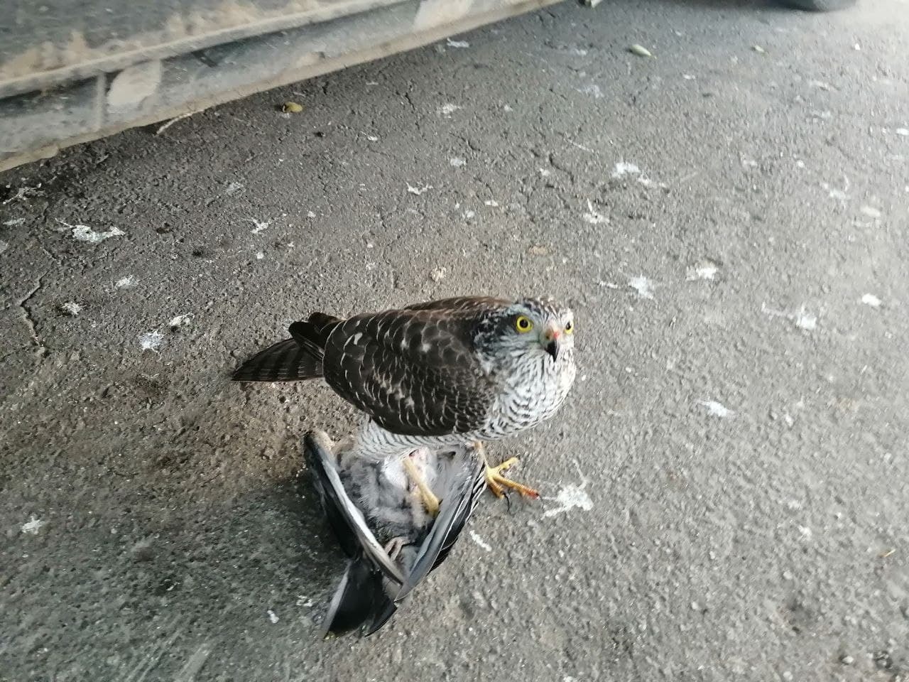 Ястреб в городе или мечта детства о ястребиной (соколиной) охоте почти  сбылась | Пикабу