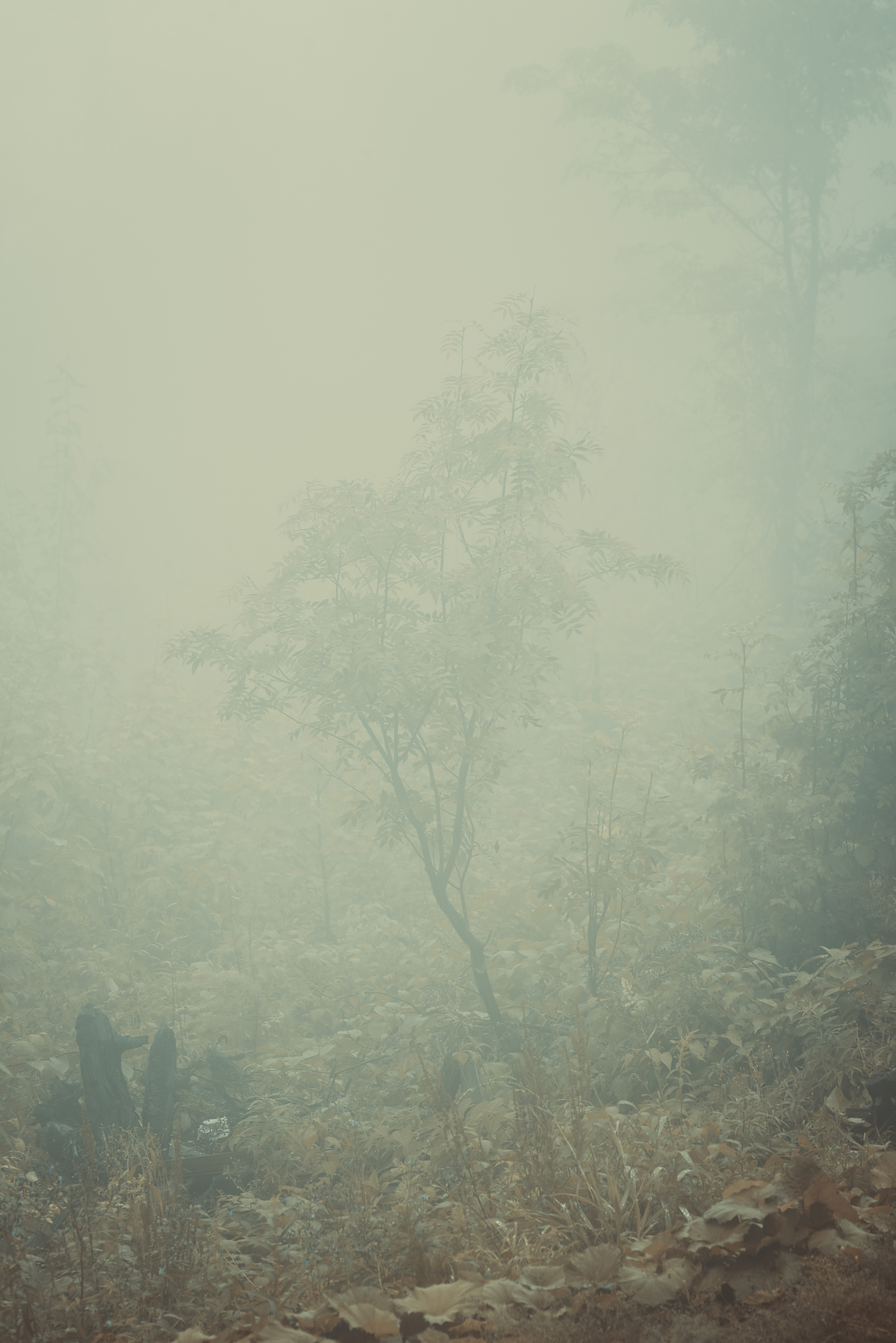 On the Edge of Perception 2 - My, Forest, Fog, Nature, Atmosphere, Mystic, Space, Air, Contemplation, Minimalism, Silence, Calmness, Loneliness, Longpost