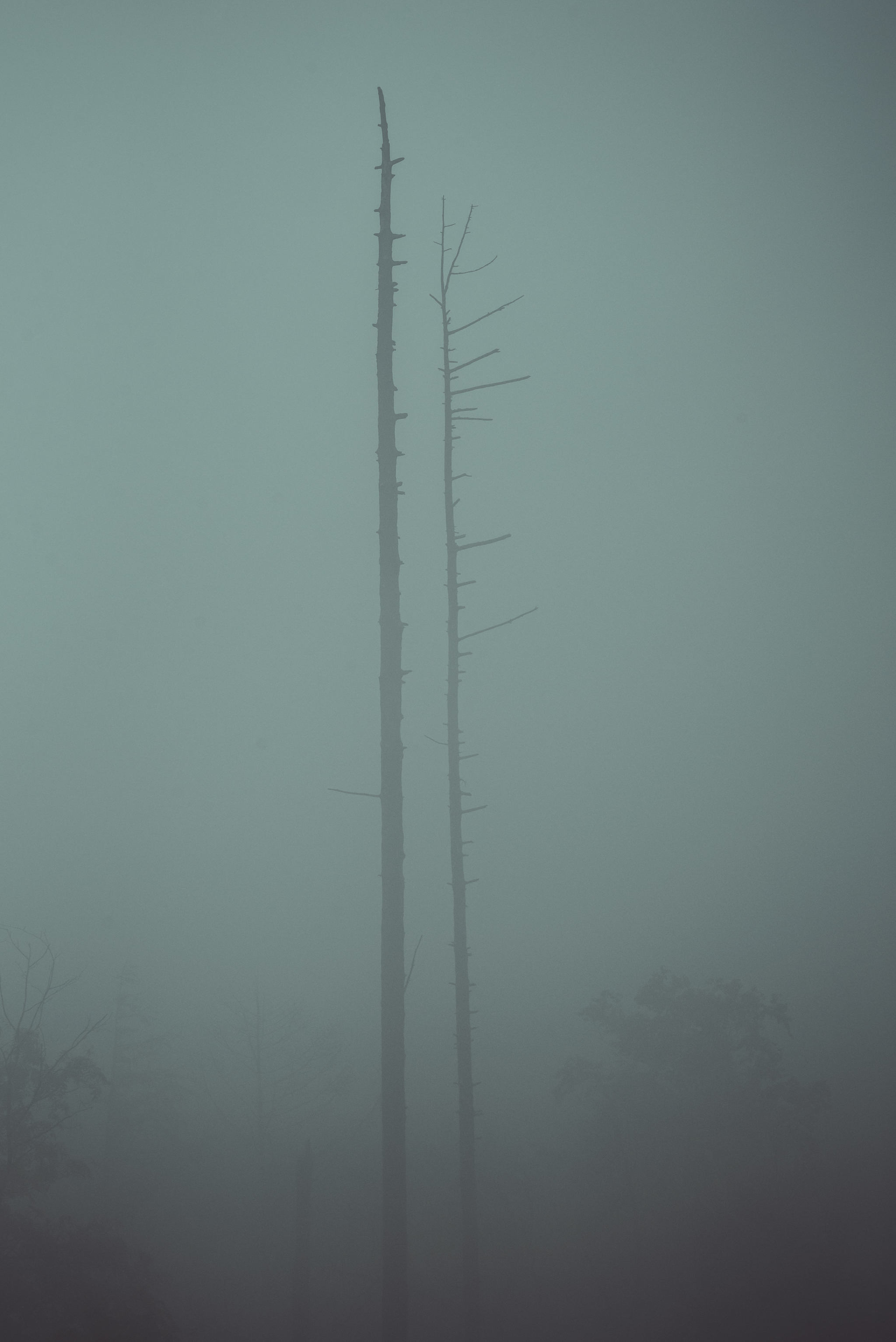 On the Edge of Perception 2 - My, Forest, Fog, Nature, Atmosphere, Mystic, Space, Air, Contemplation, Minimalism, Silence, Calmness, Loneliness, Longpost