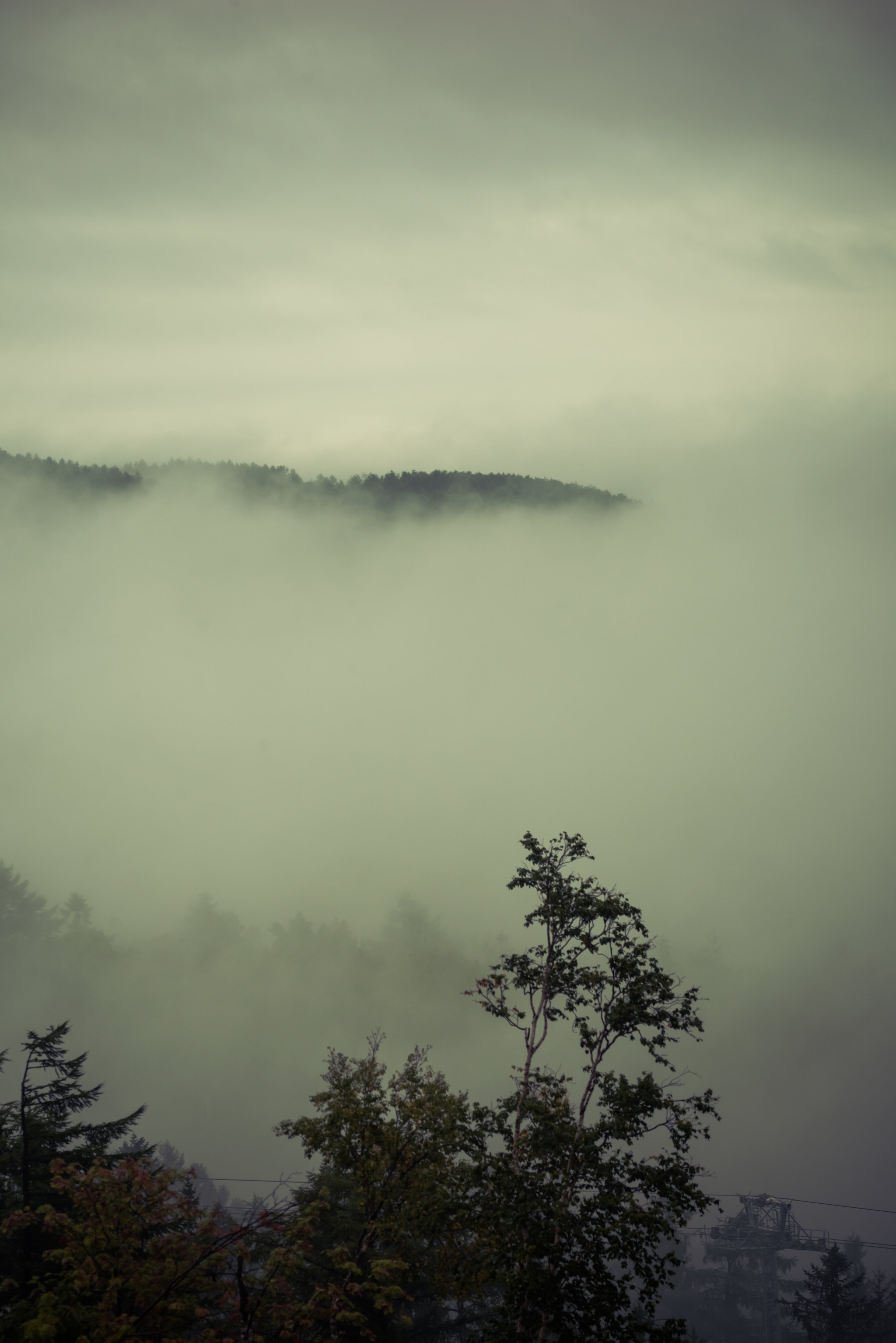 On the Edge of Perception 2 - My, Forest, Fog, Nature, Atmosphere, Mystic, Space, Air, Contemplation, Minimalism, Silence, Calmness, Loneliness, Longpost