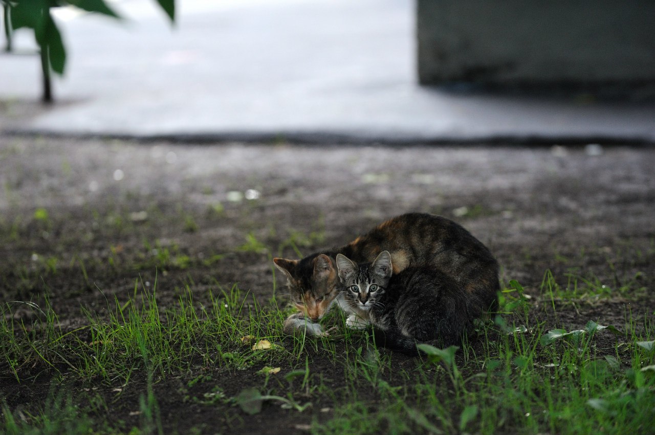 Кот принёс мышку на крыльцо