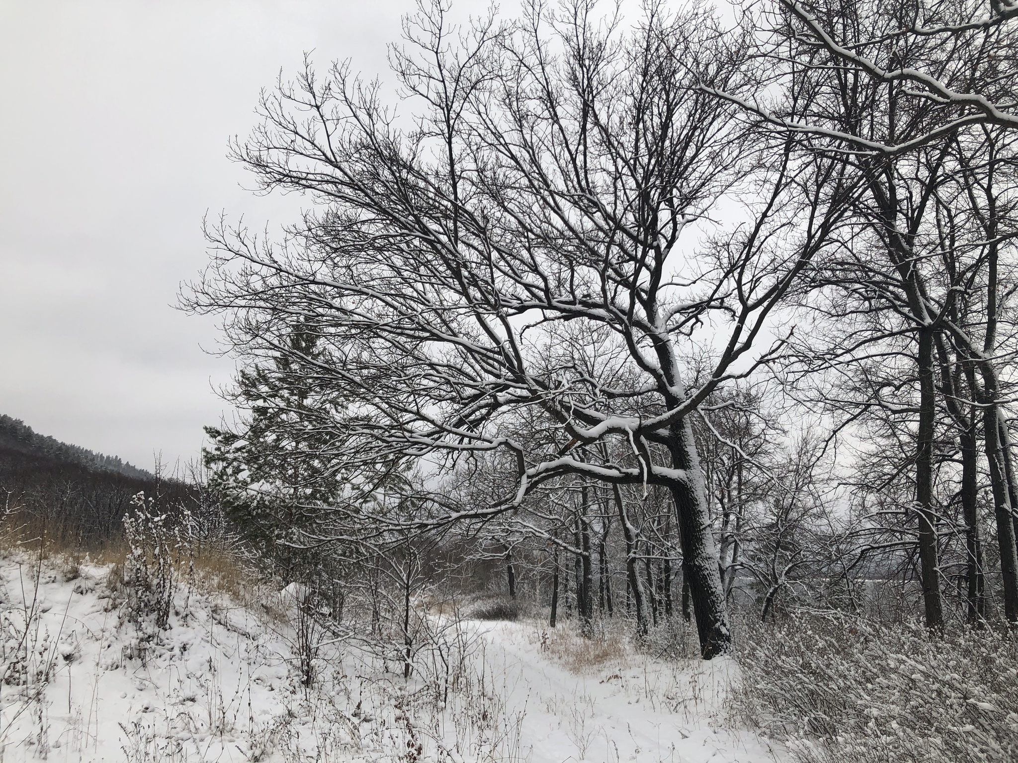 Winter walk: Volga on the right, Zhiguli on the left - My, Nature, Winter, Walk, Zhiguli, Dog, Video, Longpost, Volga river