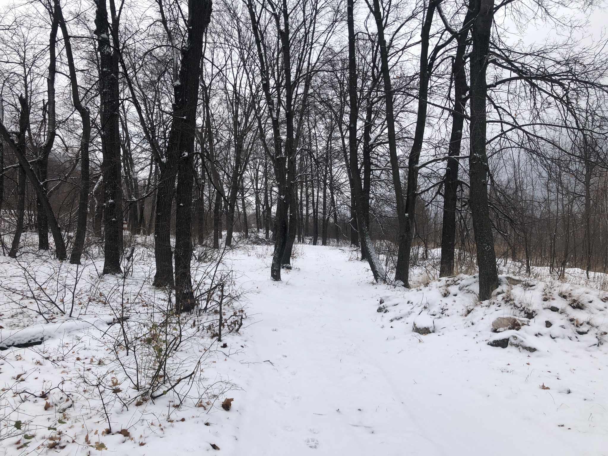 Winter walk: Volga on the right, Zhiguli on the left - My, Nature, Winter, Walk, Zhiguli, Dog, Video, Longpost, Volga river