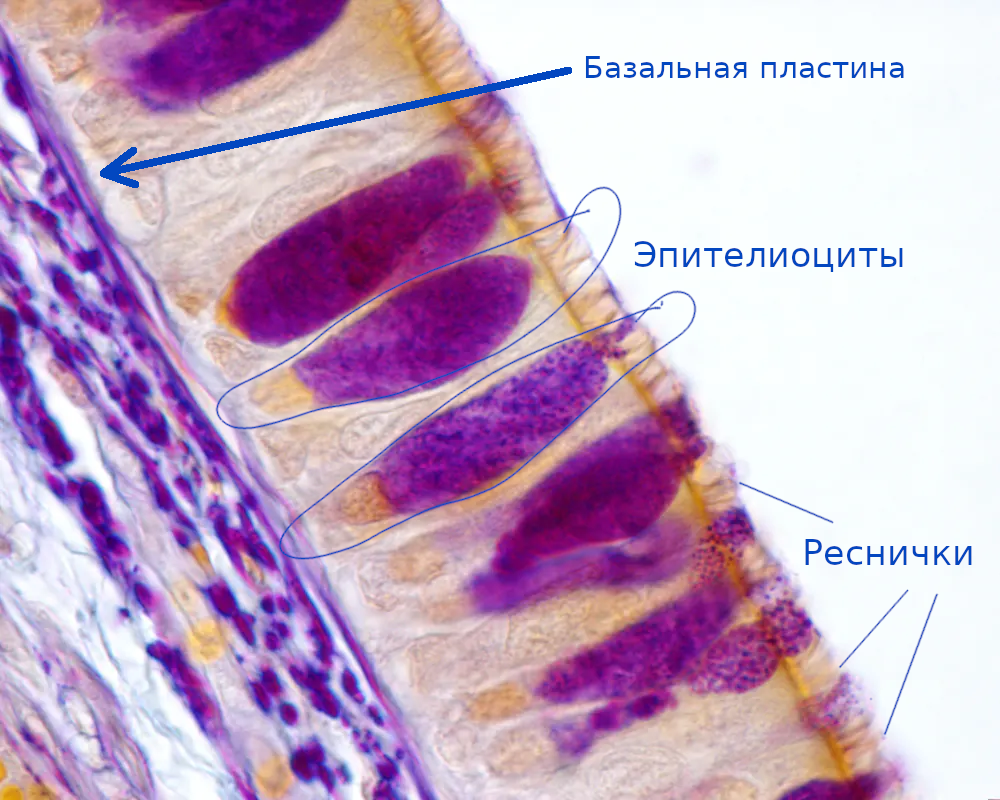 Our internal troops: what are fibroblasts and epithelia? - My, Immunity, Biology, Longpost