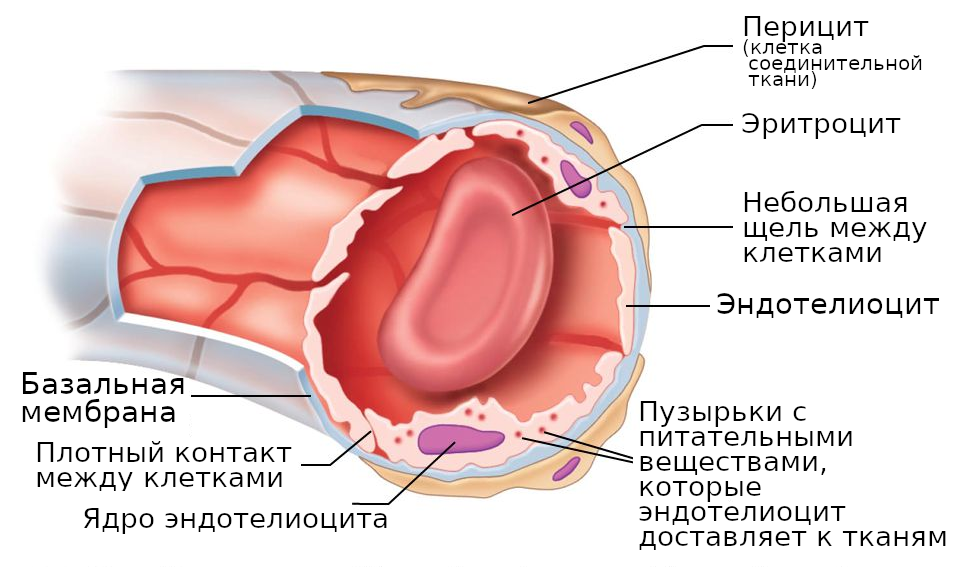 Our internal troops: what are fibroblasts and epithelia? - My, Immunity, Biology, Longpost