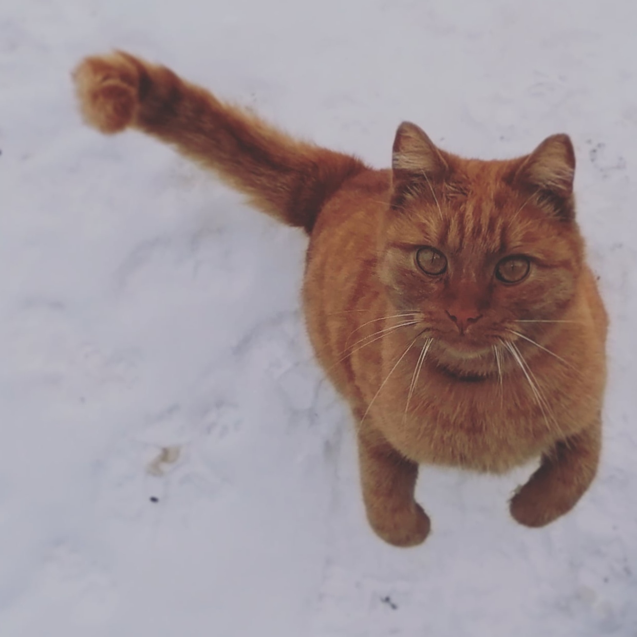 Кусочек солнца вам в ленту - Моё, Кот, Солнце, Мобильная фотография, Фотография