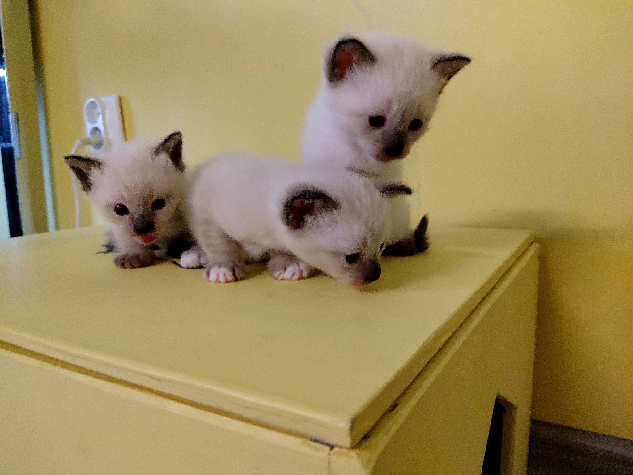 Munchkin kittens - My, Kittens, Munchkin, Paws, Milota, Longpost, cat