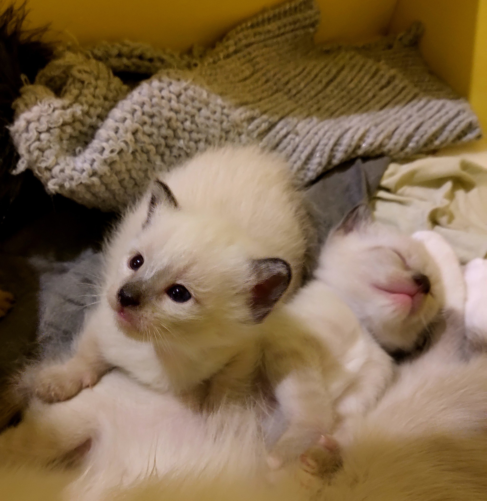 Munchkin kittens - My, Kittens, Munchkin, Paws, Milota, Longpost, cat