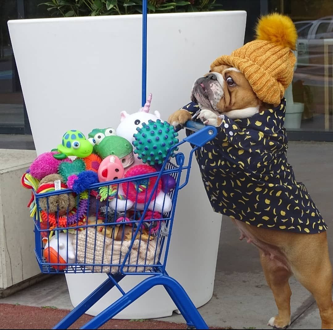 Enough for the first time... - Dog, Cap, Purchase, Essential goods, Bulldog, Toys, Milota