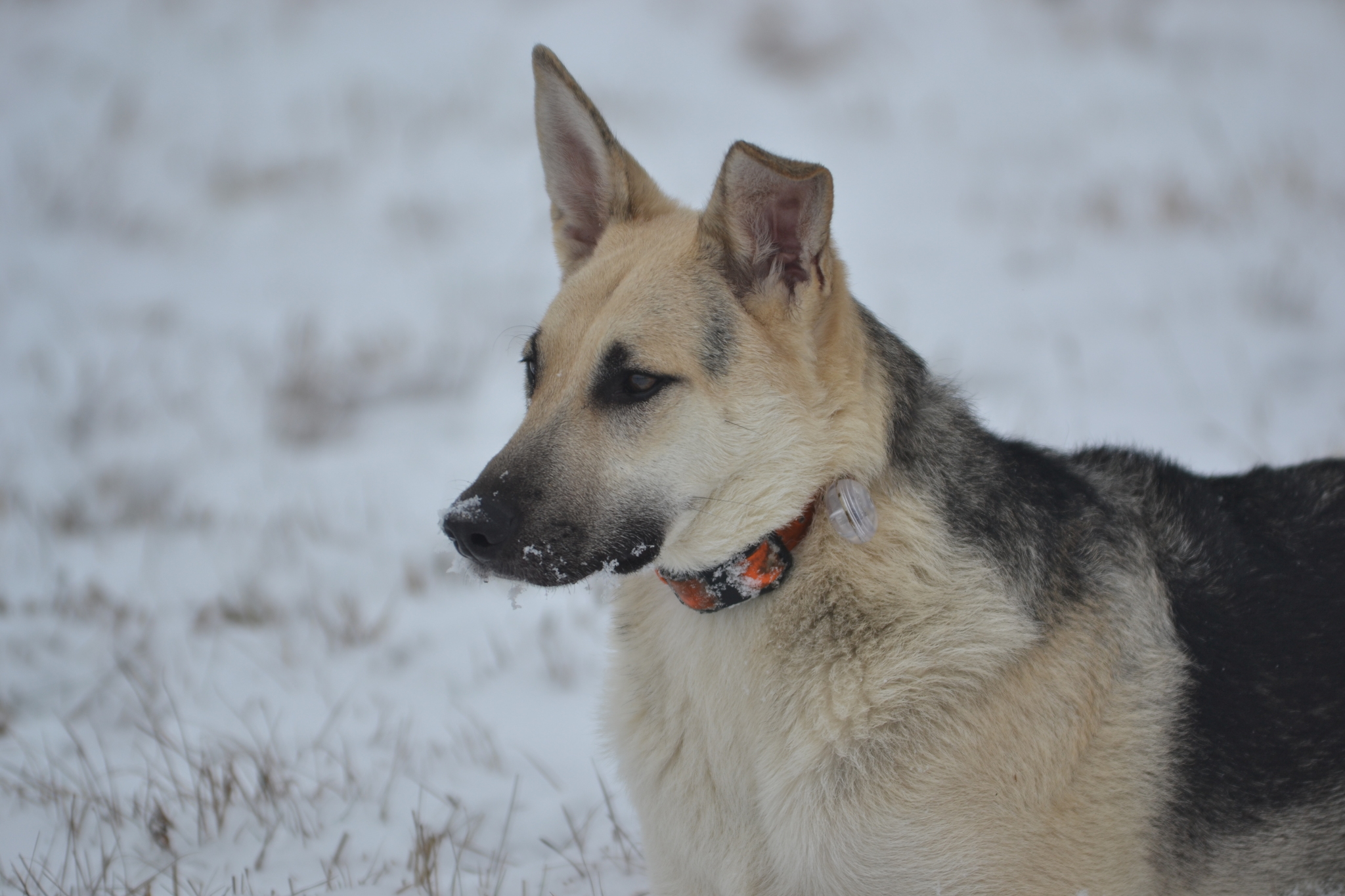 Tasha. Stories about dogs from foster care - My, Dog, Walk, Snow, The photo, Video, Longpost, In good hands, No rating, Moscow region