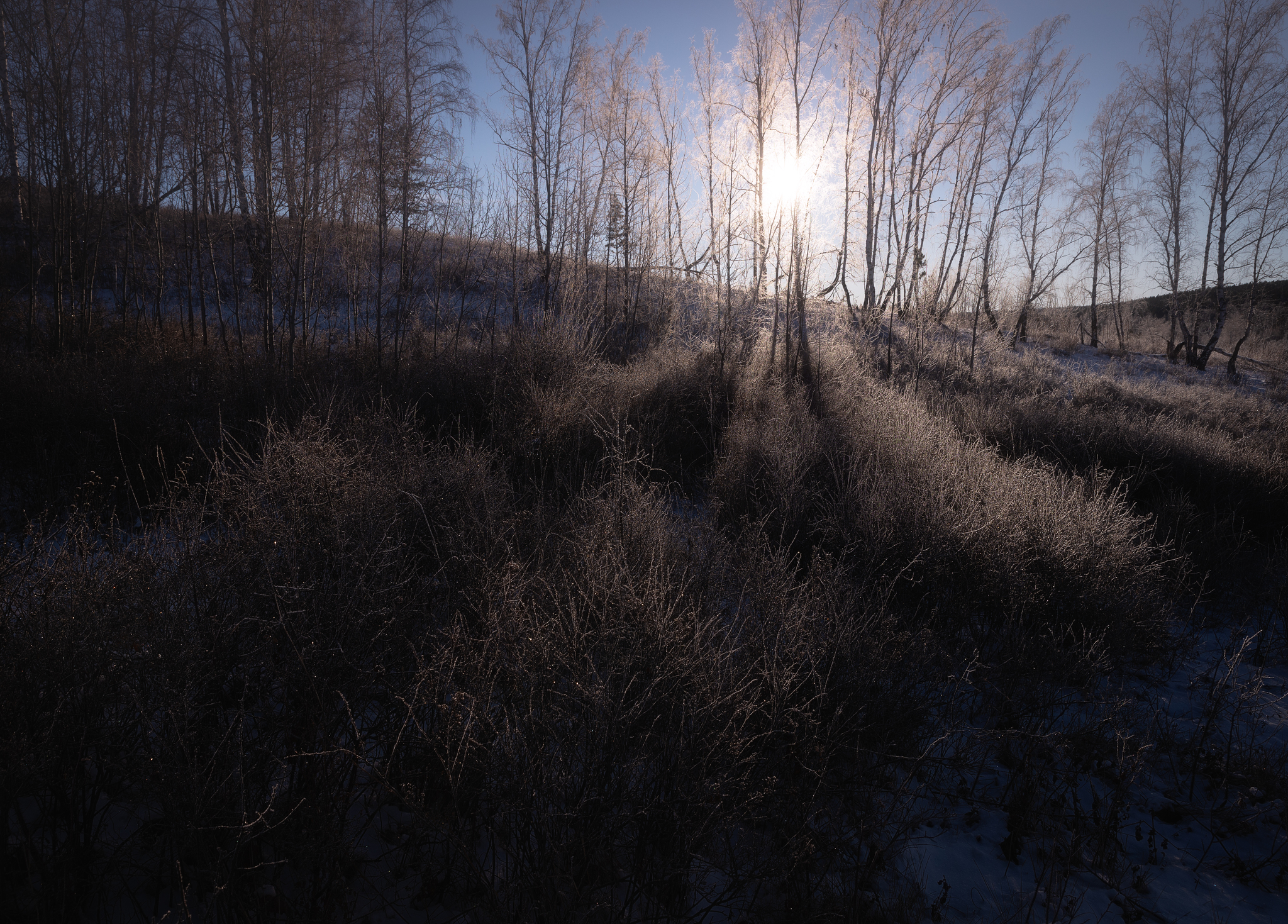 Dawn in the forest - My, dawn, Winter, Forest, Longpost, The photo