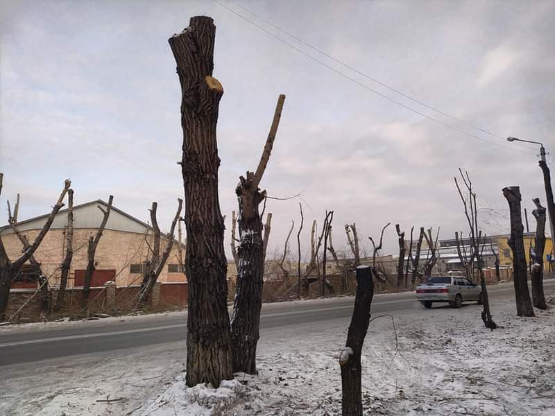 Tree pruning in the city of Semey (Semipalatinsk) Do you do this? - Pruning, Pruning trees, Lawlessness, Housing and communal services, Sawing, Tree felling, Longpost, Kazakhstan