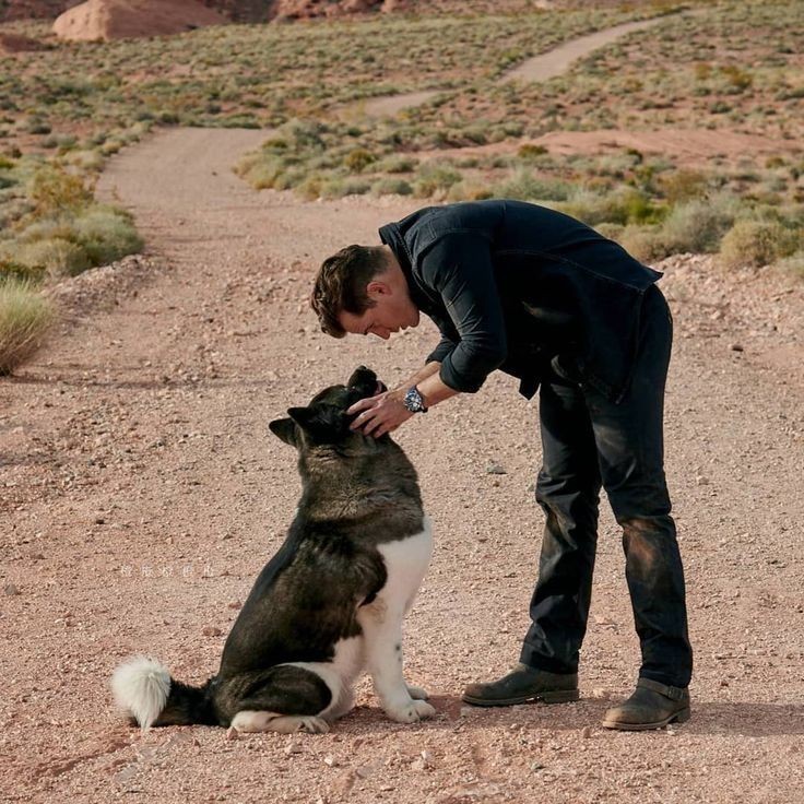 Henry Cavill and his super dog Kal-El - Henry Cavill, Dog, American Akita, The photo, Animals, Actors and actresses, beauty, Milota, GIF, Longpost, Celebrities