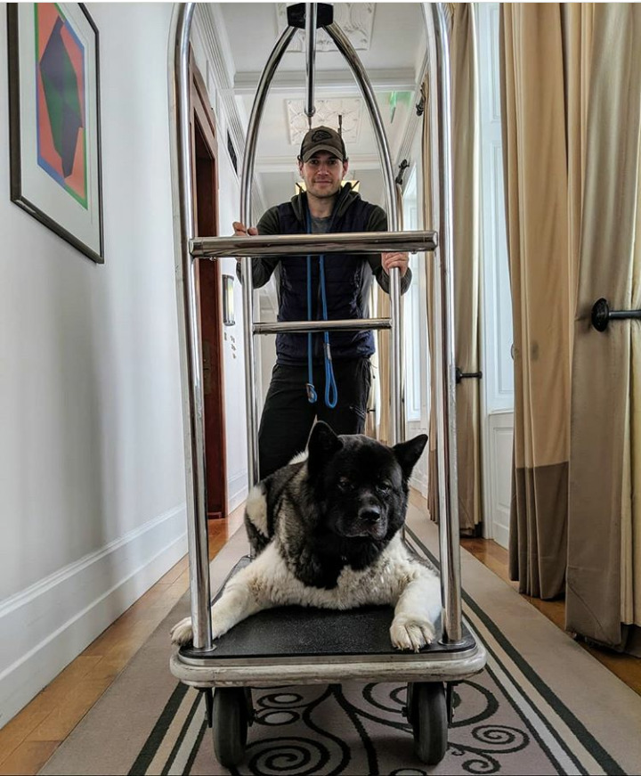 Henry Cavill and his super dog Kal-El - Henry Cavill, Dog, American Akita, The photo, Animals, Actors and actresses, beauty, Milota, GIF, Longpost, Celebrities