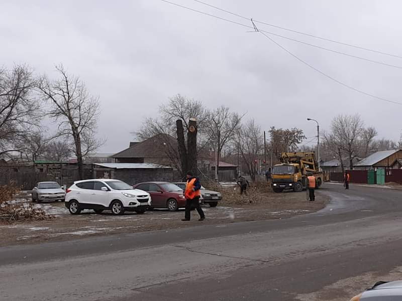 Tree pruning in the city of Semey (Semipalatinsk) Do you do this? - Pruning, Pruning trees, Lawlessness, Housing and communal services, Sawing, Tree felling, Longpost, Kazakhstan