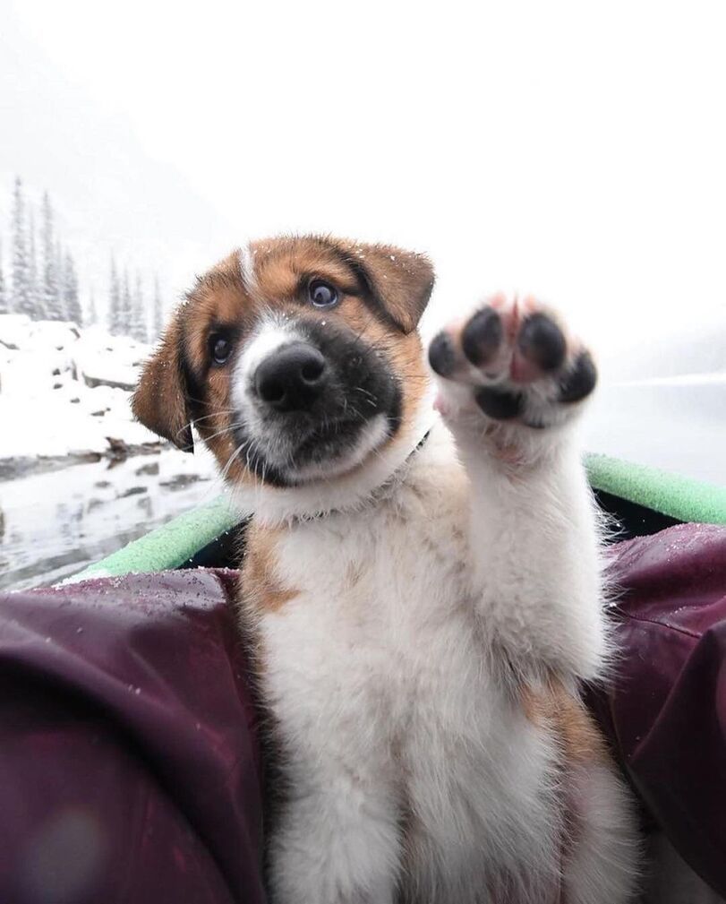 Little traveler - Dog, Puppies, Nature, Milota, Longpost