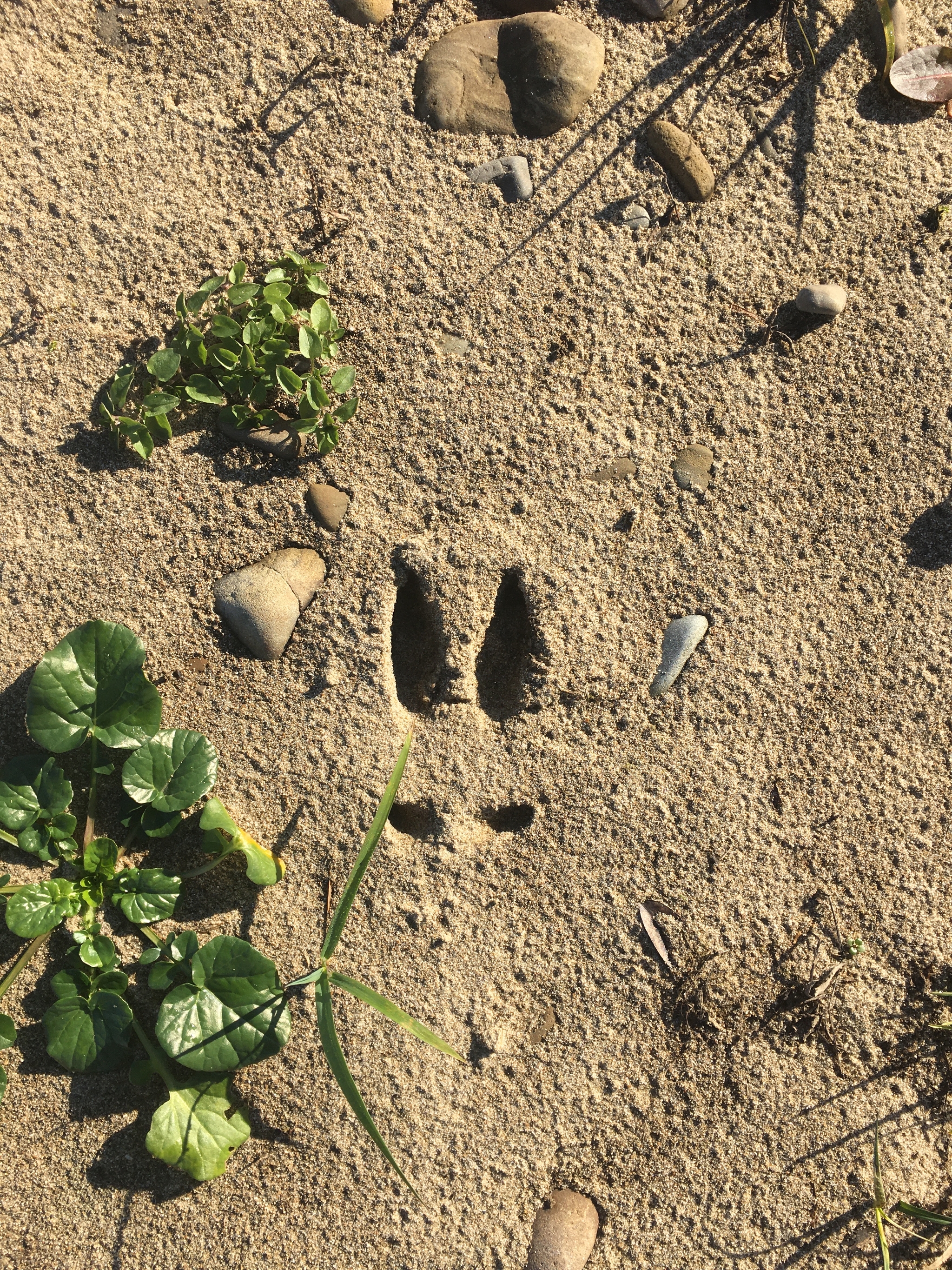 Have you found such a trace? Who knows what animal this is? - Animals, Footprints, Who is this?, Forest, Bushcraft