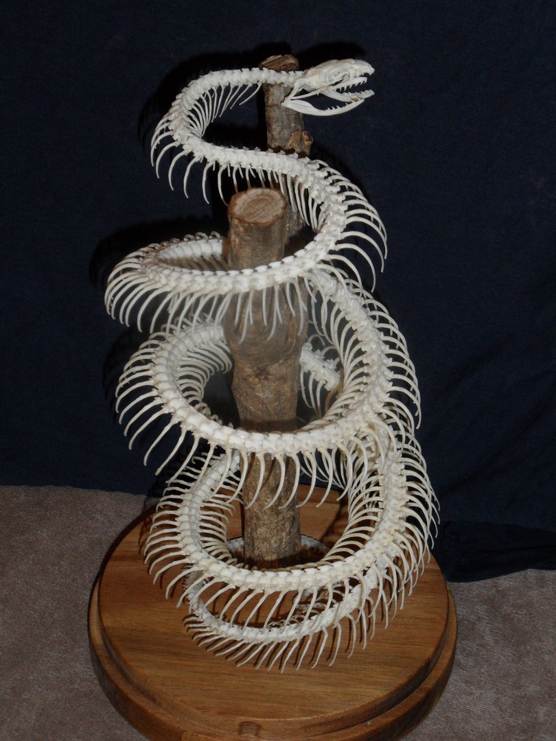 Skeleton of a snake under the dome - My, Animals, Snake, Osteology, Taxidermy, Hobby, Needlework with process, Skid, Longpost, Skeleton