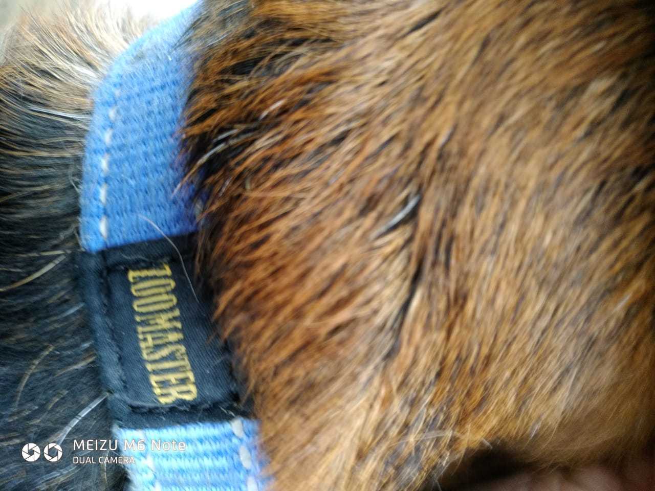 Beagle found, south of Moscow - Found a dog, Beagle, Moscow, No rating, Longpost, Dog