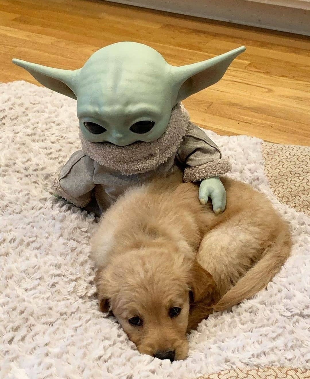 May the Retriever be with you - Dog, Pets, Grogu, Milota, Golden retriever, Friends