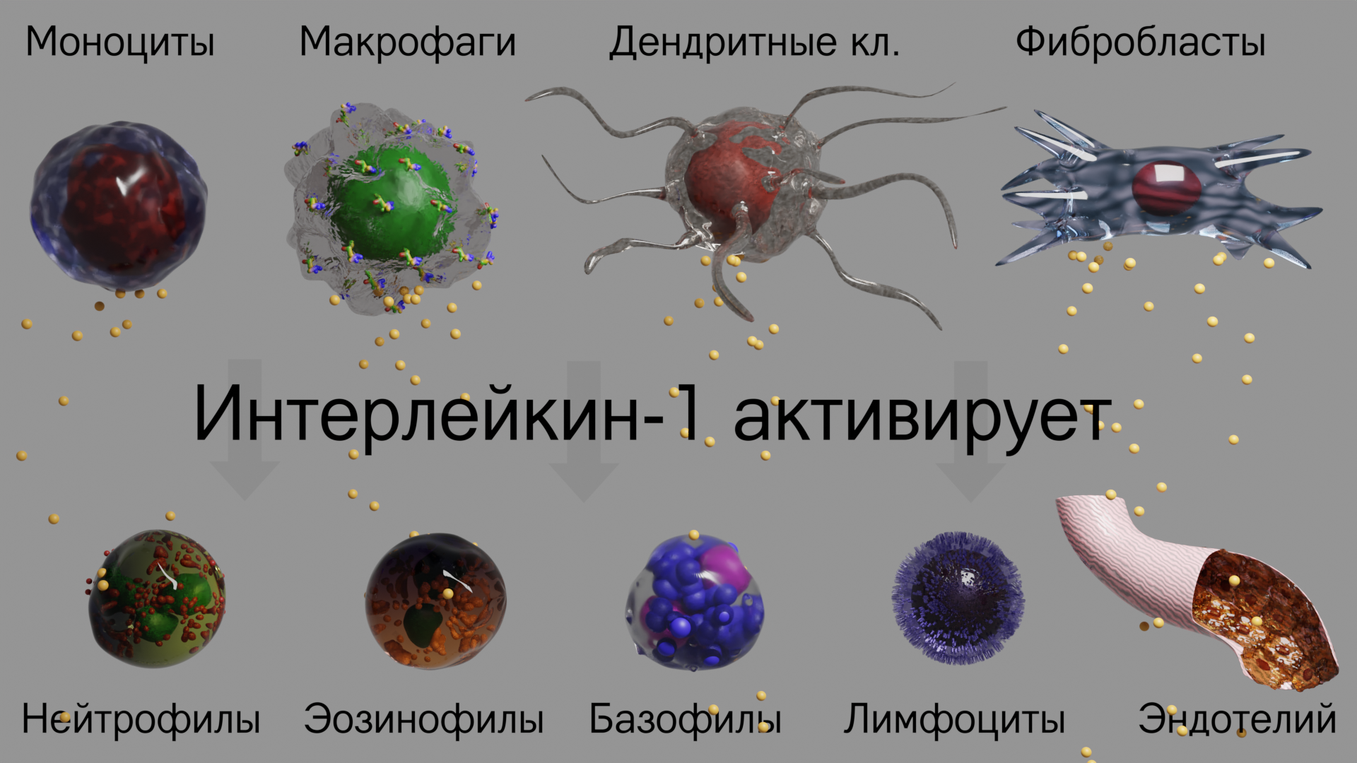 Our internal troops: what are you, interleukin? - My, Immunology, Immunity, The medicine, Longpost