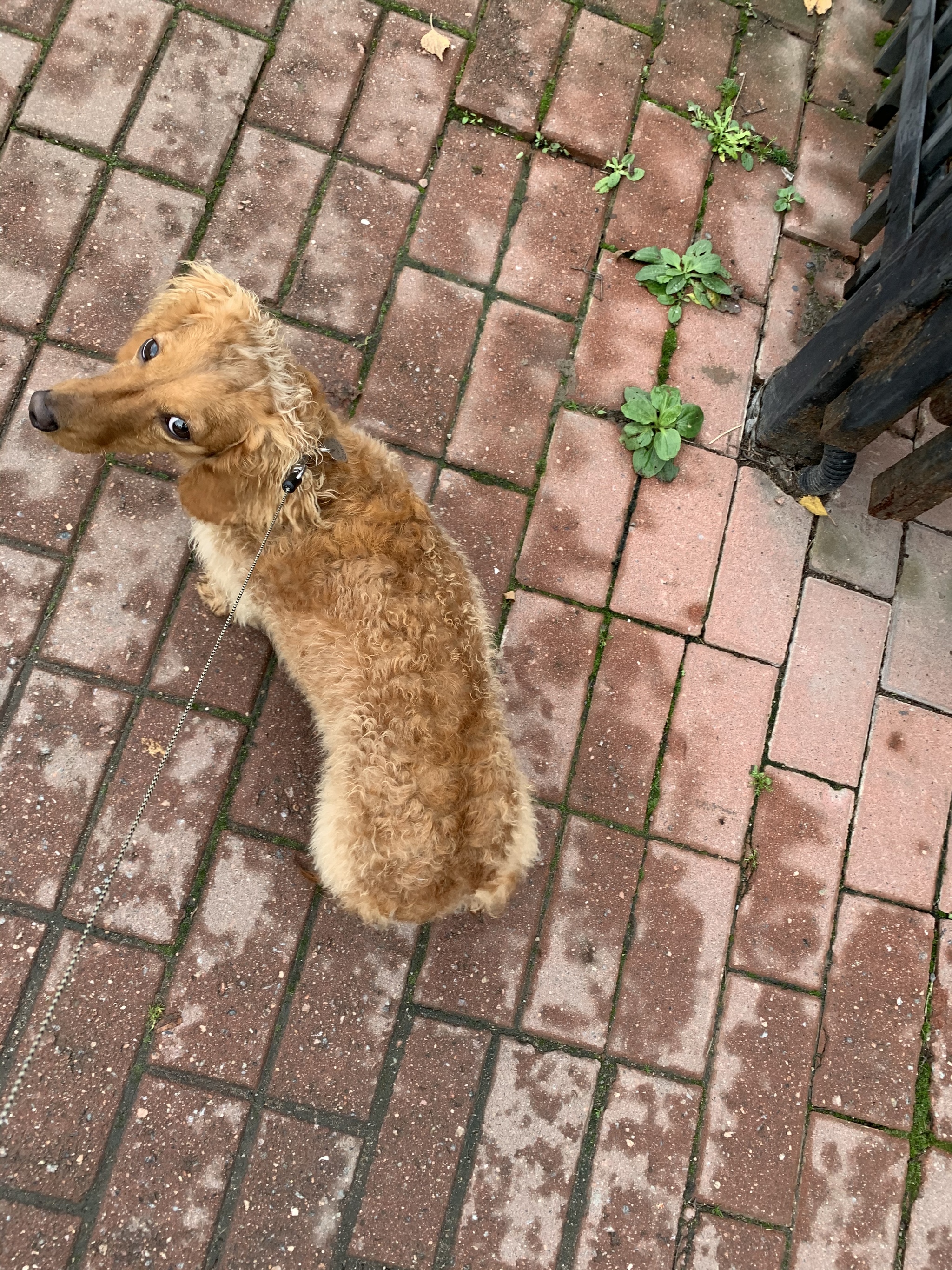 Кучерявая такса