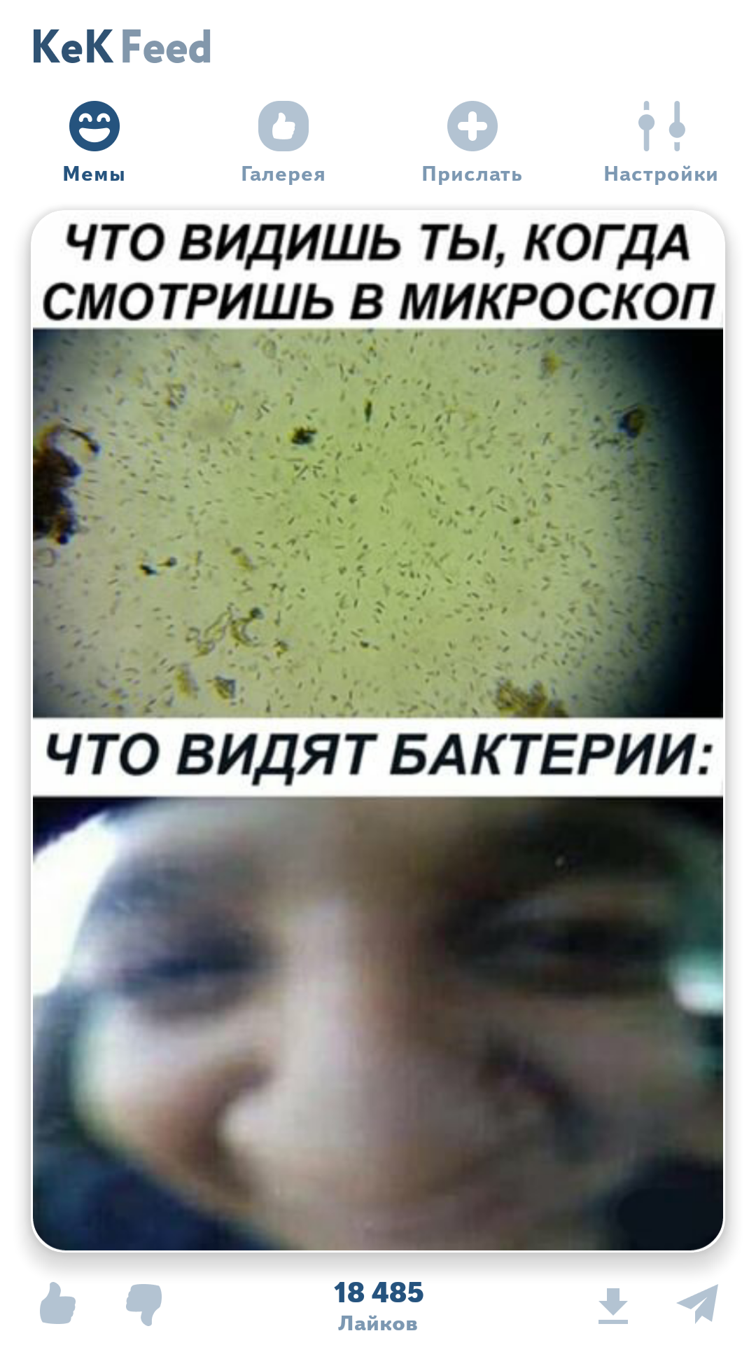 At this moment they think: what kind of monster is looking at us?? - Bacteria, Laughter (reaction), Microscope