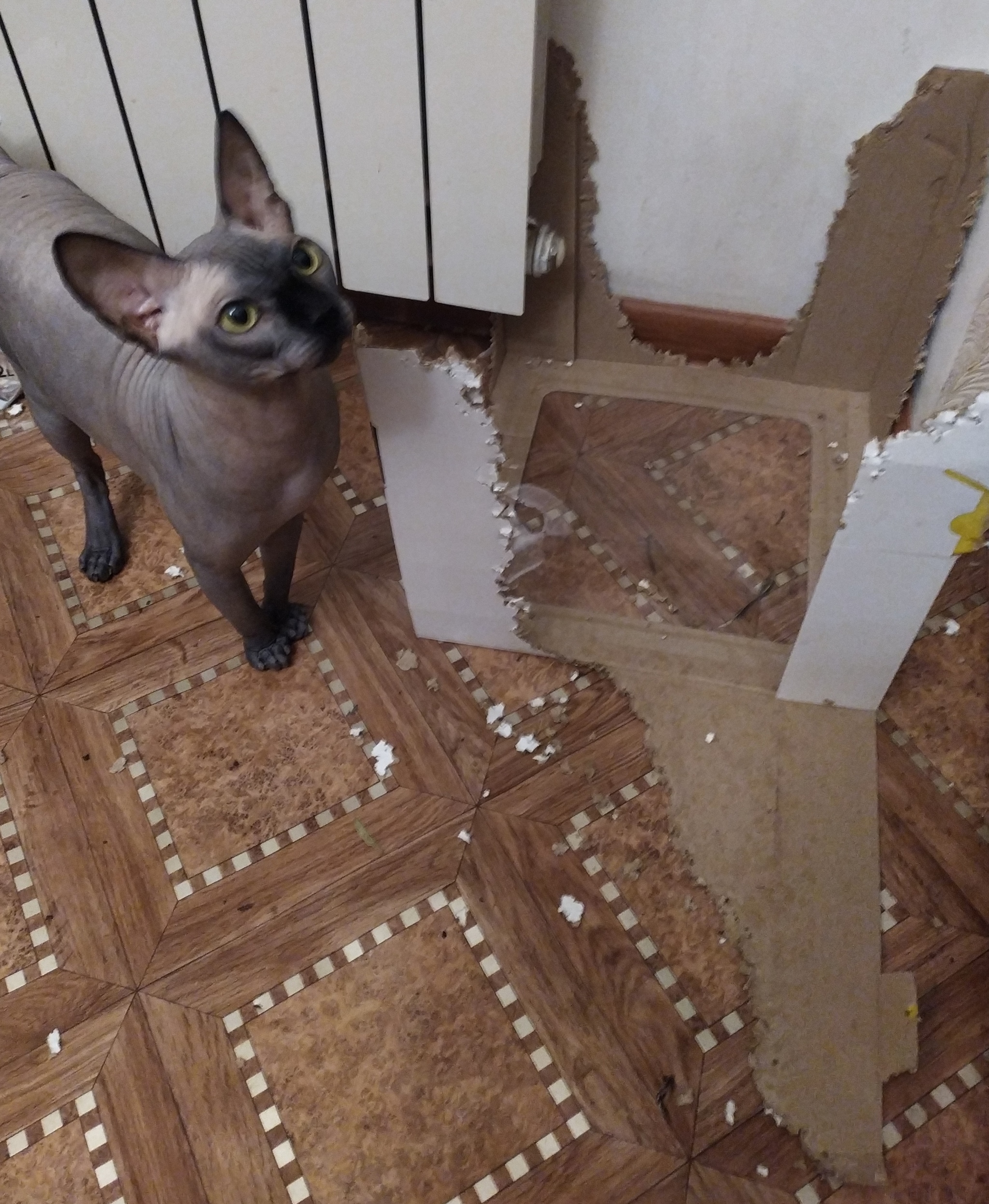 Кот прогрыз потолок