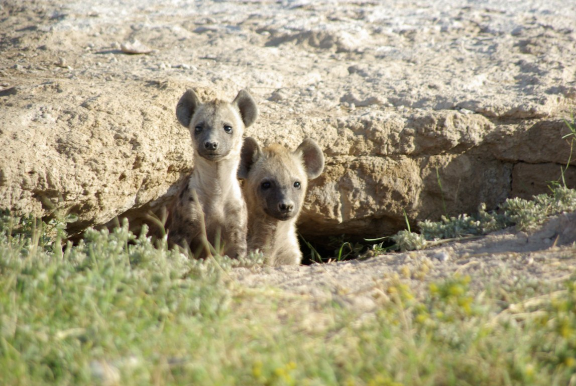 Mother hyena and her babies - Hyena, Spotted Hyena, Young, Feeding, Wild animals, wildlife, Africa, The photo, Mammals