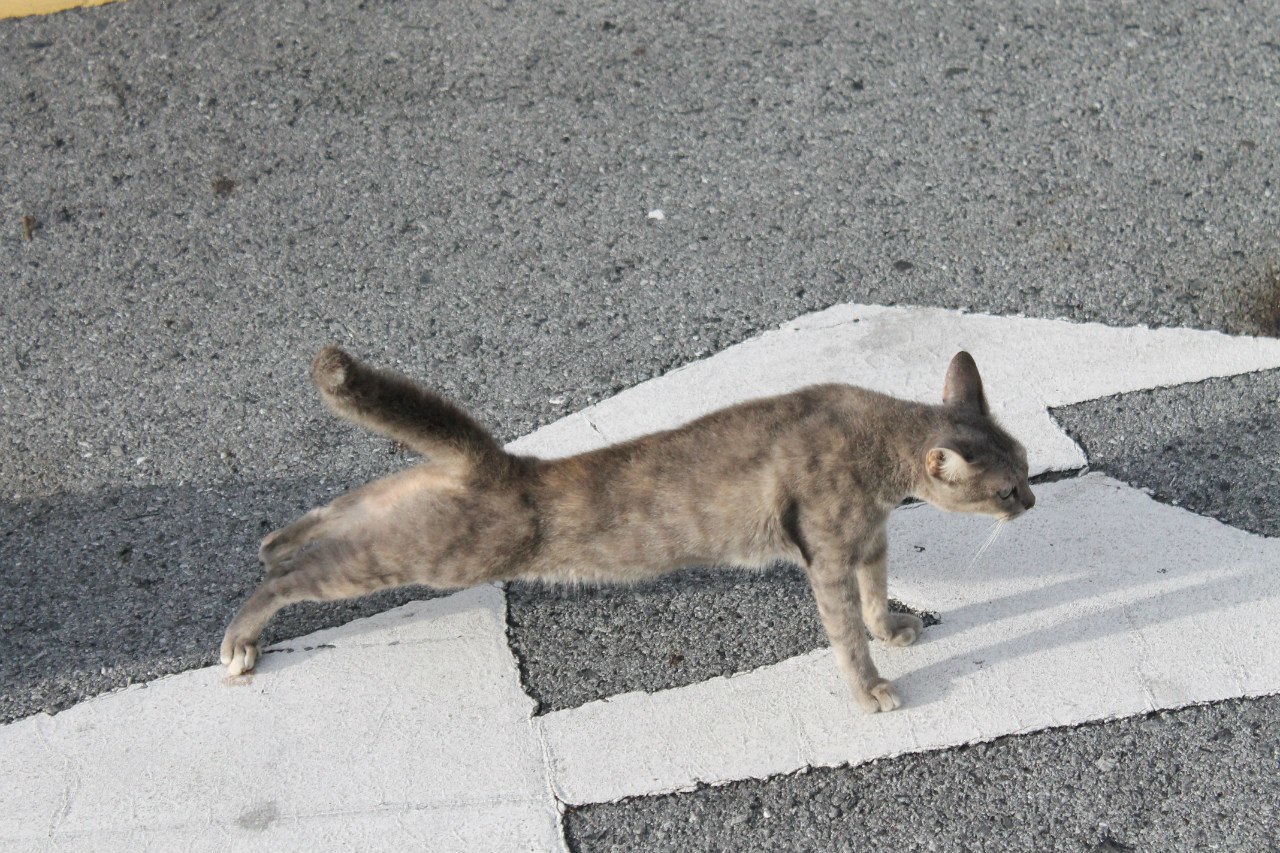 Get ready to exercise! Stretch your paws, stretch - cat, Puffs, Paws, Charger, Longpost