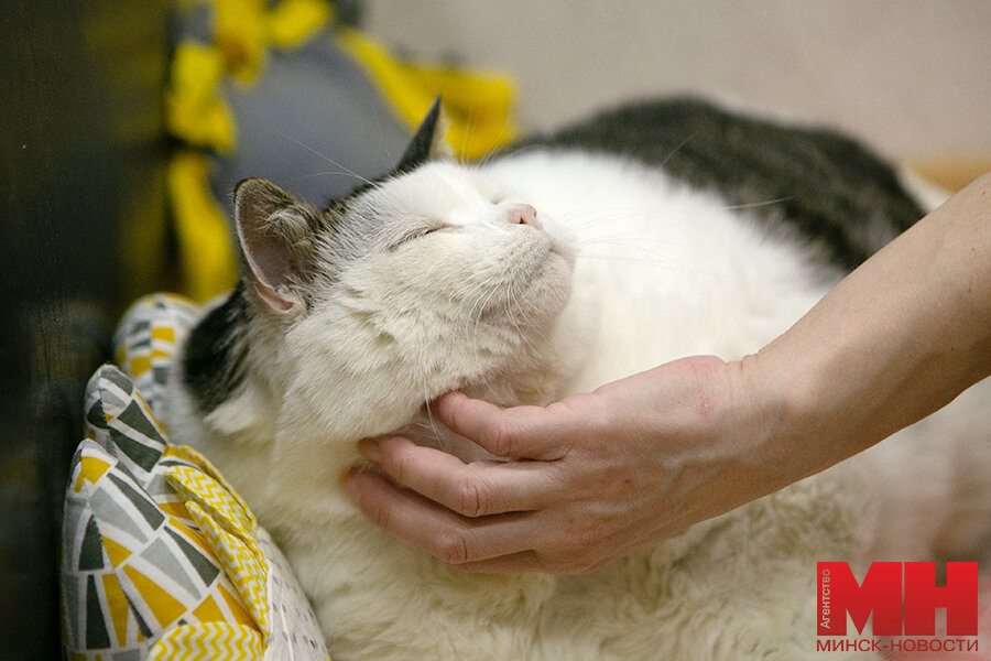 The country's fattest cat was found in Belarus: his name is Feather and he weighs 19.6 kg. Now he is on a diet with new owners - The photo, Animals, cat, Republic of Belarus, Fullness, Excess weight, Longpost