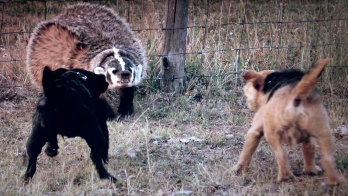 American Badger: 99% hate. Angry and antisocial species of badgers - Badger, wildlife, Animals, Yandex Zen, Wild animals, Longpost