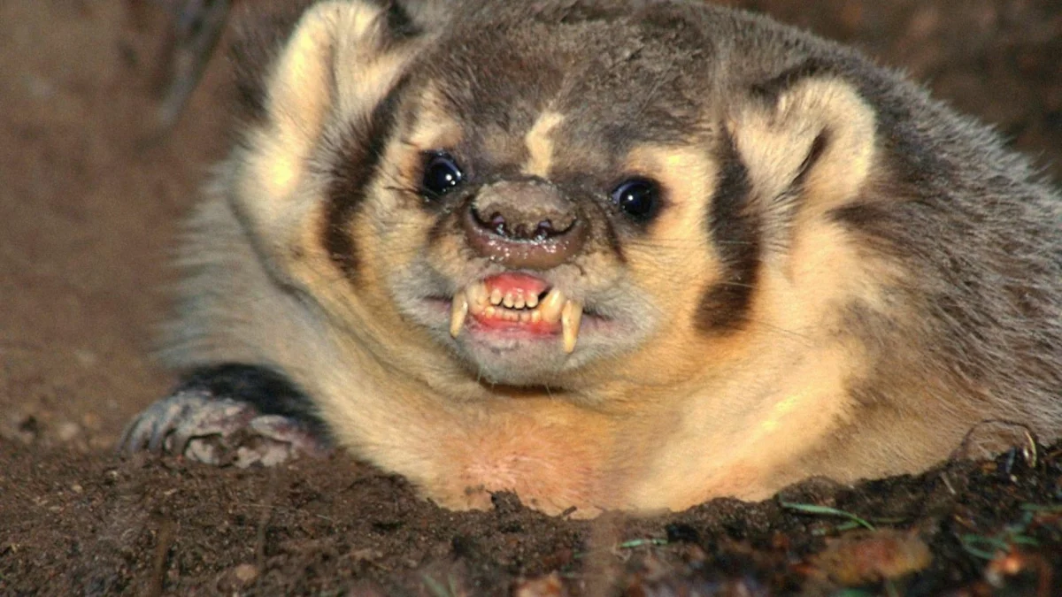 American Badger: 99% hate. Angry and antisocial species of badgers - Badger, wildlife, Animals, Yandex Zen, Wild animals, Longpost