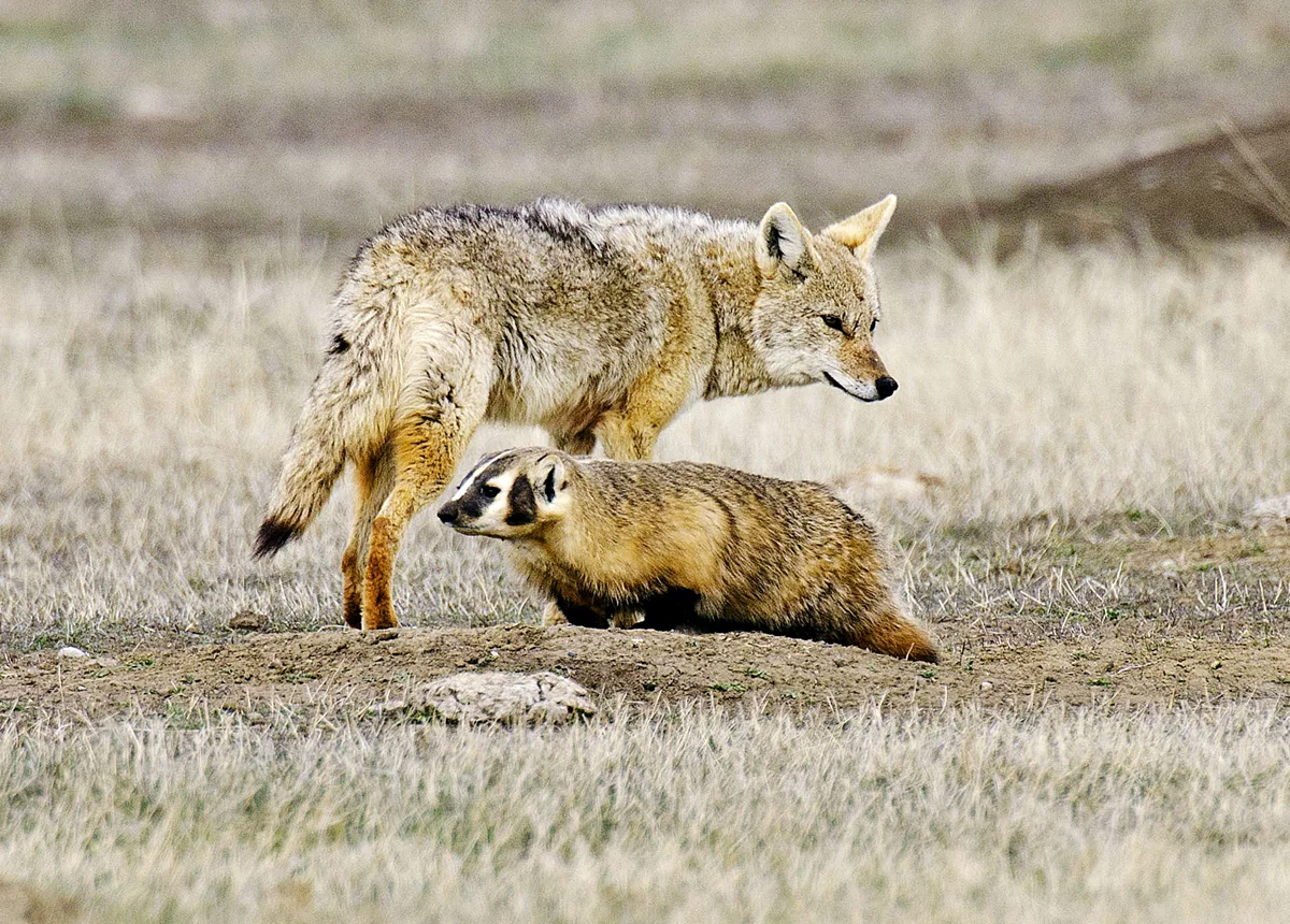 American Badger: 99% hate. Angry and antisocial species of badgers - Badger, wildlife, Animals, Yandex Zen, Wild animals, Longpost