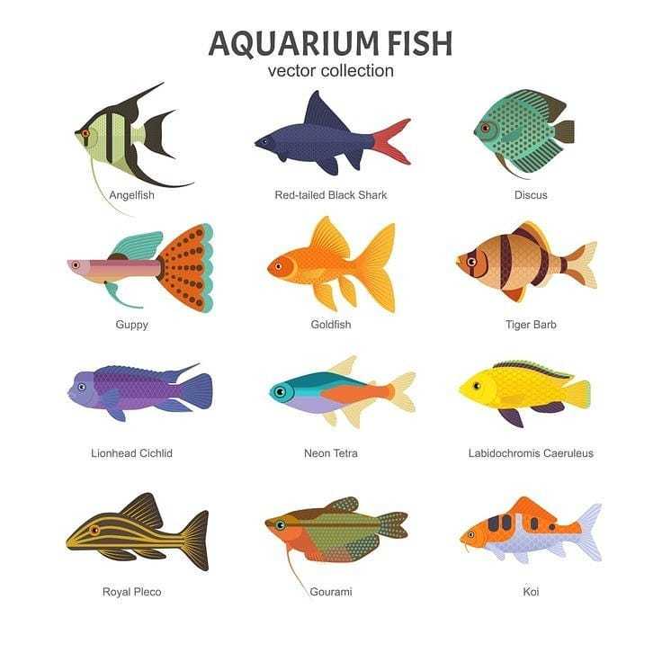 Basic aquarium fish - Aquarium, Aquarium, A fish